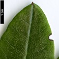 SpeciesSub: subsp. dasycladum